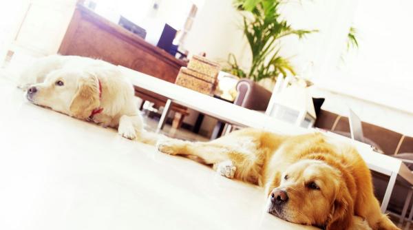 15 cele mai rabdatoare rase de caini