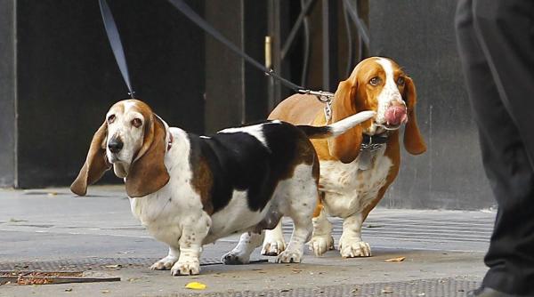 10 rase caini perfecte apartament