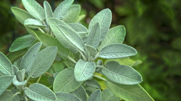 beneficii menta sanatate