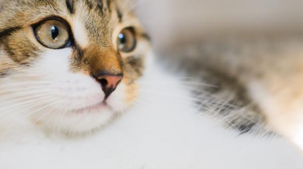 spalat pisici pericol sanatate