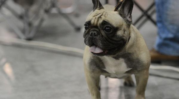 15 rase caini interior