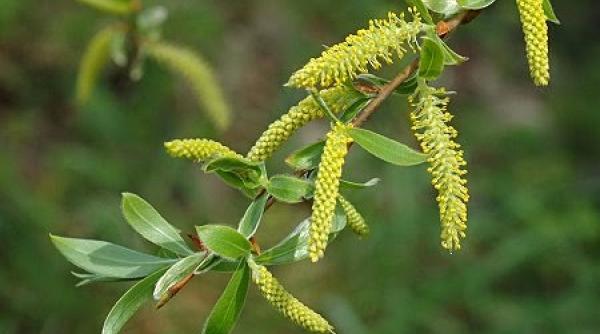 duminica floriilor superstitii sfintire ramuri salcie maica domnului