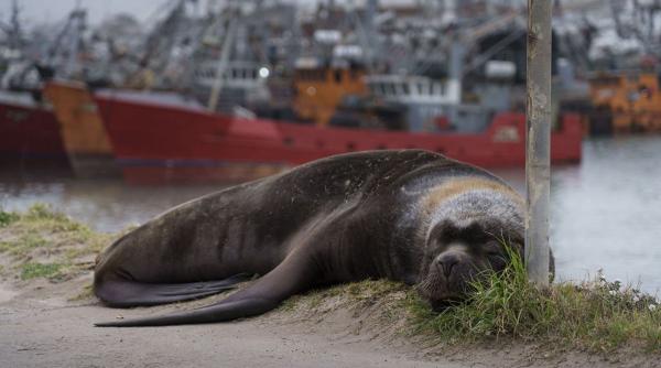 alerta gripa aviara muncitori ferme monitorizati
