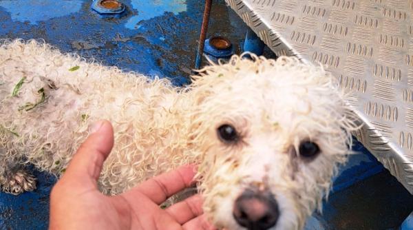 catel paste drobeta turnu severin