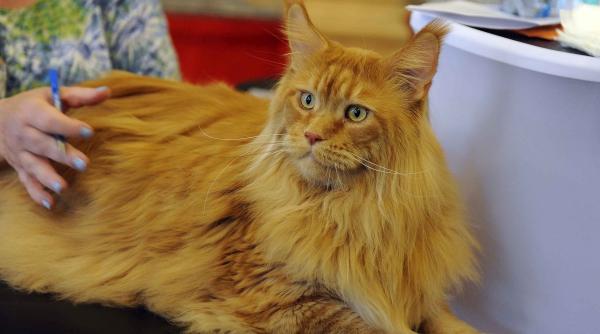 sofisticat 2024 concurs pisici frumoase