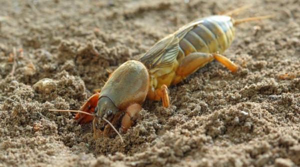 solutie naturala scapat coropisnite