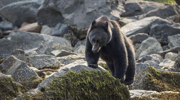trichineloza familie infectata viermi rotunzi mancat carne urs