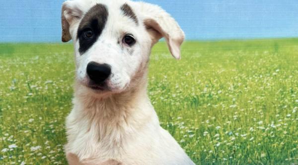 adopta arena targ animale companie bucuresti duminica 26 mai