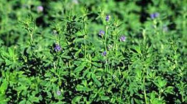 insecta distruge culturi romania metoda eficienta