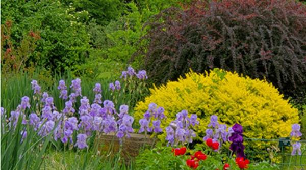 flori plantate iunie gradina