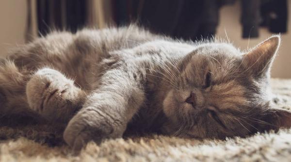 pisica uita stapan memorie feline