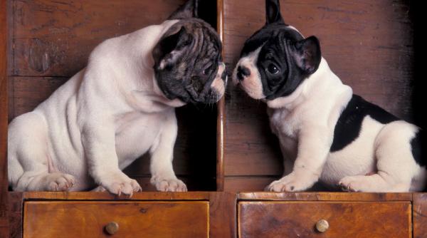 dresaj caini muscatura 10 pasi obicei prost