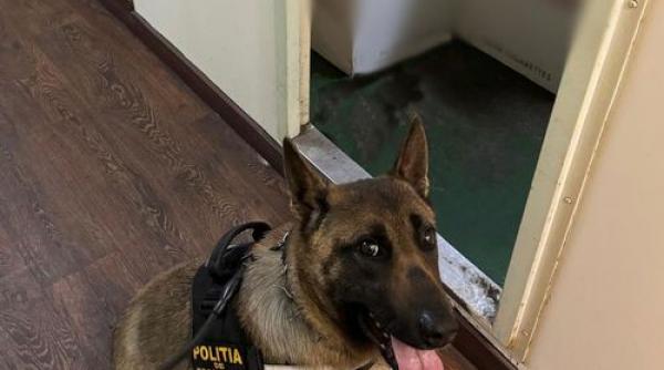 tigari politisti frontiera caine bord vapor