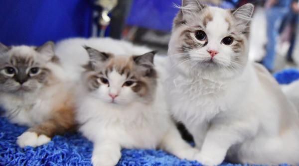 10 cele mai potrivite rase pisici varstnici