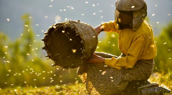 afacere salvat regiune transilvania