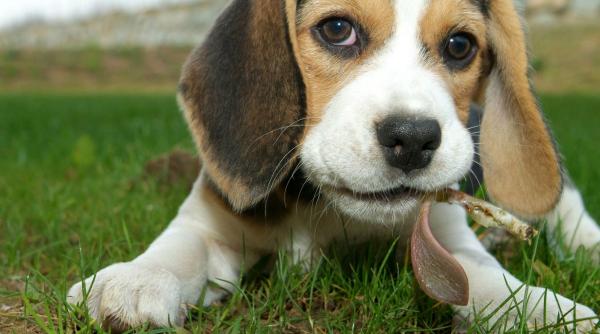 10 cele mai sanatoase rase caini