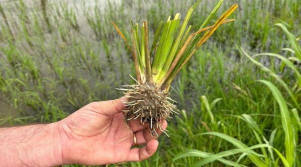plantatie experimentala orez modificat genetic italia vandalizata