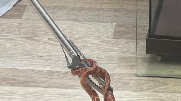 sarpe arhivele nationale