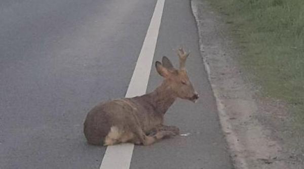 caprioara motociclist