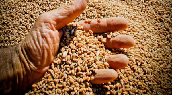 barbat cazut buncar cereale murit vaslui