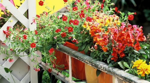 gheata truc ingrijire plante apartament ghiveci