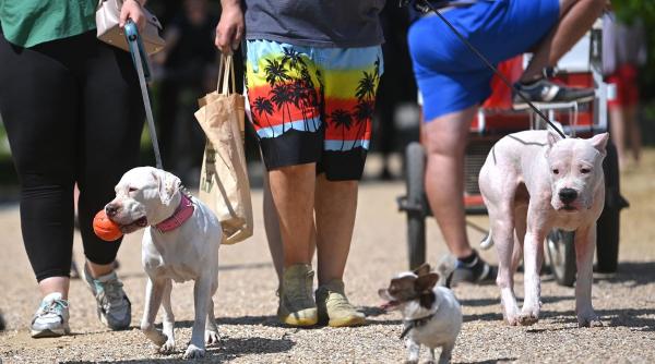 test caini canicula asfalt fierbinte