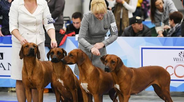 11 rase de caini care iubesc vremea calda