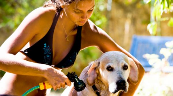 caine masuri sanatate cod rosu canicula neindicat tuns blana apara pielea