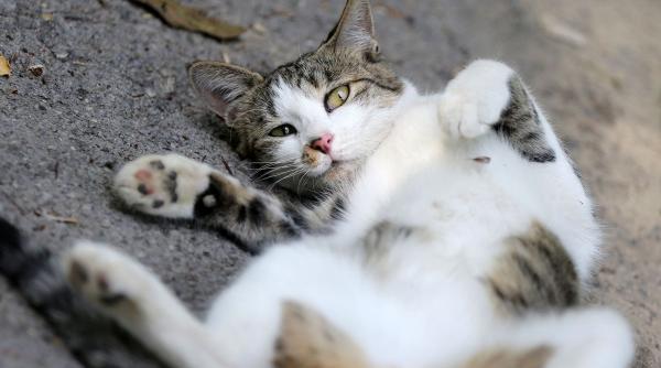 pisici sufera canicula semne letargie