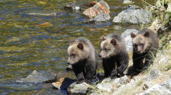 asociatia vanatorilor pescarilor cote vanatoare infringement