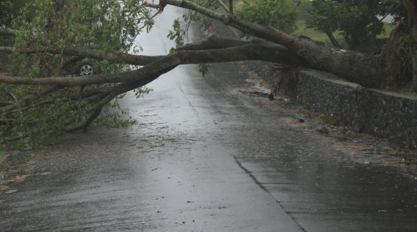 trafic blocat alba furtuna copaci rupti