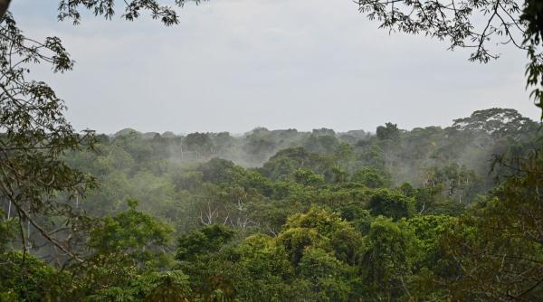 padurea amazoniana pericol un trib fara legaturi exterior fuge taietori lemne