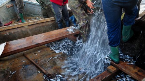 sardeluta marinata specialitate traditionala garantata romaneasca sprot