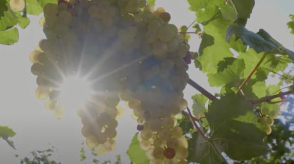 legenda coline prosecco italia unesco origini stravechi struguri manual trei secole