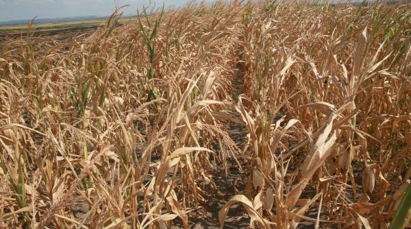 vreme nebuna pana 19 august 2024 ploi abundente seceta