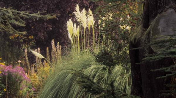 iarba pampas spectaculoasa gradini romania frunzis decorativ