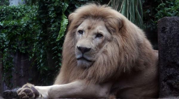 secrete zodia leu 2024 calitati defecte compatibilitate dragoste