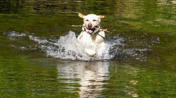 10 rase caini cei mai buni inotatori
