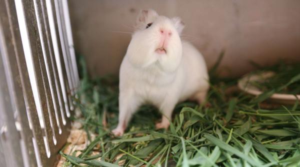 porcusor guineea ingrijire