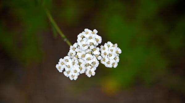 coada soricelului planta miraculoasa proprietati vindecatoare