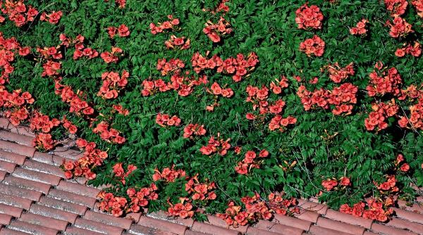 luleaua turcului povestea fascinanta planta spectaculoasa plantare ingrijire