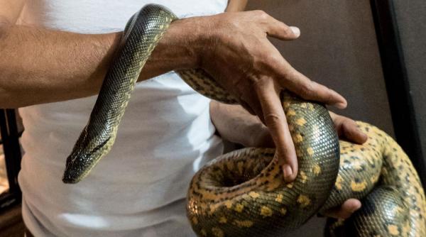 76 cei mai periculosi serpi planeta