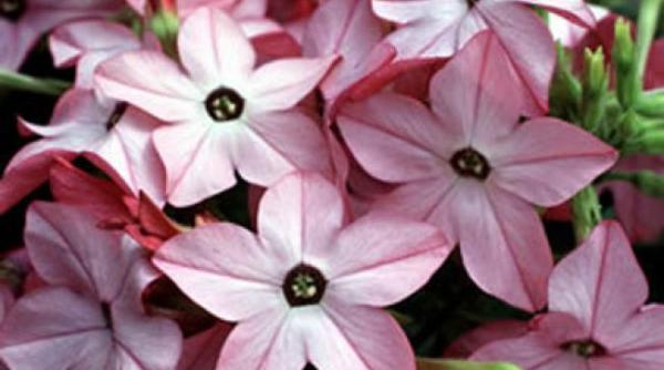 planta sacra regina noptii floare misterioasa elibereaza noaptea parfum inconfundabil ceremonii magice