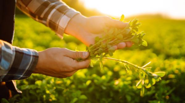 imburuienarea o provocare majora pentru cultura de lucerna solutii pentru un control eficient