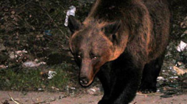 alerta de urs la sinaia pe drumul spre cota 1400