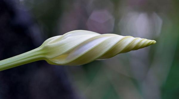 floarea trezeste dimineata adoarme seara zorele delicate spectaculoase simbol iubire