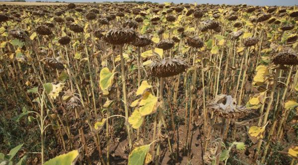 alerta recolta slaba romania fermieri nu au ce recolta