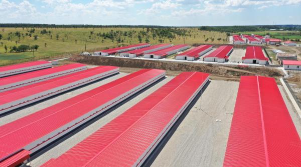 carmistin scornicesti ferma pui