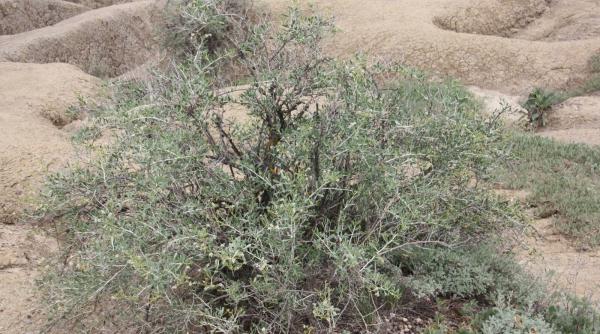 minunile vulcanilor noroiosi gardurarita planta unica romania protejata lege