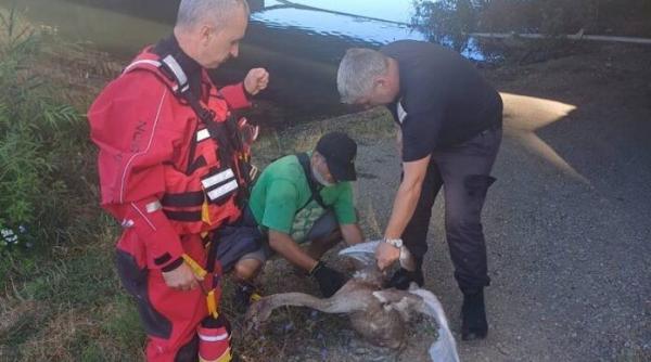 pui lebada undite pompieri